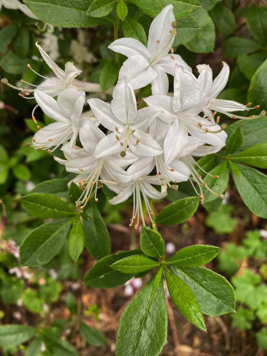 Unknown hybrid